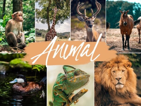 Animal Free Lightroom Presets