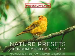 Nature and Lifestyle Free Lightroom Presets